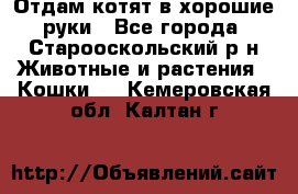 Отдам котят в хорошие руки - Все города, Старооскольский р-н Животные и растения » Кошки   . Кемеровская обл.,Калтан г.